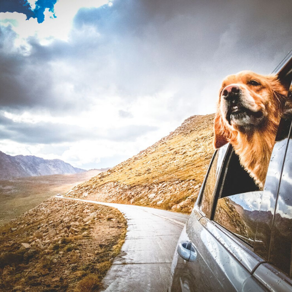 perro viajando en coche
